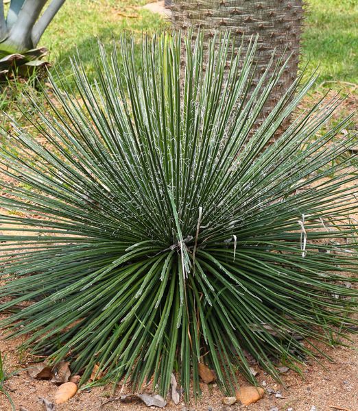 Agave geminiflora
